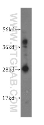 REEP2 Antibody in Western Blot (WB)