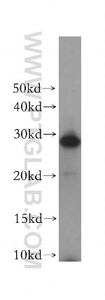 REEP2 Antibody in Western Blot (WB)