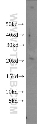 UBE2H Antibody in Western Blot (WB)