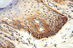 CLPP Antibody in Immunohistochemistry (Paraffin) (IHC (P))