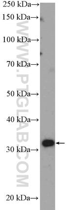 IGFBP2 Antibody in Western Blot (WB)