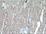 PCBD1 Antibody in Immunohistochemistry (Paraffin) (IHC (P))