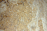 PCBD1 Antibody in Immunohistochemistry (Paraffin) (IHC (P))