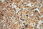 PCBD1 Antibody in Immunohistochemistry (Paraffin) (IHC (P))