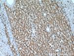 PCBD1 Antibody in Immunohistochemistry (Paraffin) (IHC (P))