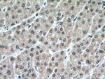 PCBD1 Antibody in Immunohistochemistry (Paraffin) (IHC (P))