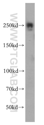 EIF4G1 Antibody in Western Blot (WB)