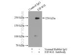 EIF4G1 Antibody in Immunoprecipitation (IP)