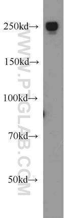 EIF4G1 Antibody in Western Blot (WB)