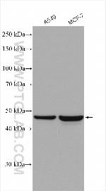 L2HGDH Antibody in Western Blot (WB)