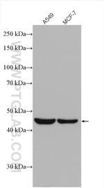 L2HGDH Antibody in Western Blot (WB)