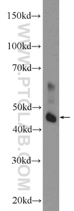 L2HGDH Antibody in Western Blot (WB)