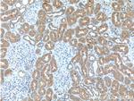 GSS Antibody in Immunohistochemistry (Paraffin) (IHC (P))