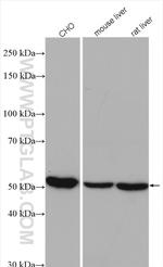 GSS Antibody in Western Blot (WB)