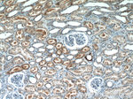 NARS2 Antibody in Immunohistochemistry (Paraffin) (IHC (P))