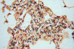 NARS2 Antibody in Immunohistochemistry (Paraffin) (IHC (P))