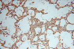 NARS2 Antibody in Immunohistochemistry (Paraffin) (IHC (P))