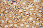 NARS2 Antibody in Immunohistochemistry (Paraffin) (IHC (P))