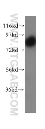 SNX9 Antibody in Western Blot (WB)