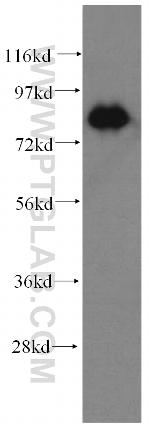 SNX9 Antibody in Western Blot (WB)