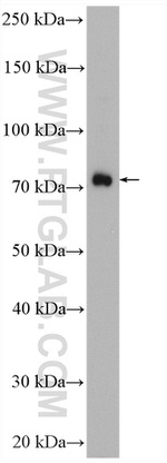 SNX9 Antibody in Western Blot (WB)