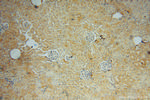 CRTAP Antibody in Immunohistochemistry (Paraffin) (IHC (P))