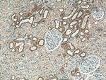 CRTAP Antibody in Immunohistochemistry (Paraffin) (IHC (P))