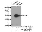 CRTAP Antibody in Immunoprecipitation (IP)