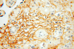 MFAP5 Antibody in Immunohistochemistry (Paraffin) (IHC (P))