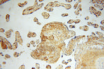 MFAP5 Antibody in Immunohistochemistry (Paraffin) (IHC (P))