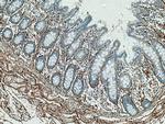 MFAP5 Antibody in Immunohistochemistry (Paraffin) (IHC (P))