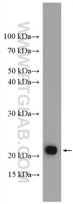 MFAP5 Antibody in Western Blot (WB)