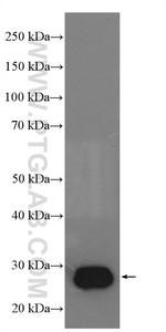 DHRS2 Antibody in Western Blot (WB)