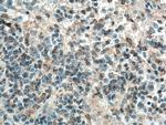 MASTL Antibody in Immunohistochemistry (Paraffin) (IHC (P))