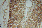 ALDH3B2 Antibody in Immunohistochemistry (Paraffin) (IHC (P))