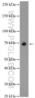 SLC7A4 Antibody in Western Blot (WB)