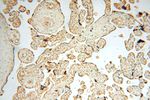 TRBP Antibody in Immunohistochemistry (Paraffin) (IHC (P))