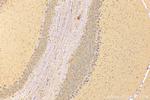 C1QL1 Antibody in Immunohistochemistry (Paraffin) (IHC (P))