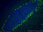 C1QL1 Antibody in Immunohistochemistry (PFA fixed) (IHC (PFA))