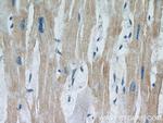 MEK5 Antibody in Immunohistochemistry (Paraffin) (IHC (P))