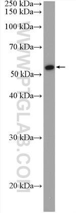 MEK5 Antibody in Western Blot (WB)