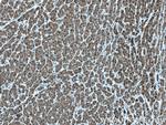 LHPP Antibody in Immunohistochemistry (Paraffin) (IHC (P))