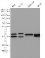 LHPP Antibody in Western Blot (WB)