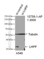 LHPP Antibody in Western Blot (WB)