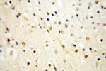 CHMP1A Antibody in Immunohistochemistry (Paraffin) (IHC (P))