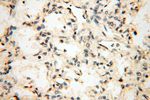 CHMP1A Antibody in Immunohistochemistry (Paraffin) (IHC (P))