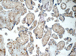 CHMP1A Antibody in Immunohistochemistry (Paraffin) (IHC (P))