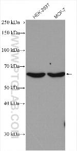 ACAD9 Antibody in Western Blot (WB)