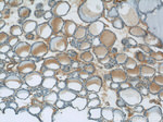 HTRA2 Antibody in Immunohistochemistry (Paraffin) (IHC (P))