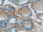 HTRA2 Antibody in Immunohistochemistry (Paraffin) (IHC (P))